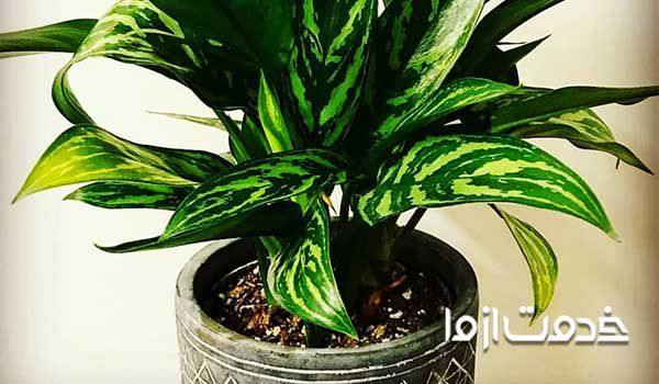 گیاه آگلوناما یا گل چینی- گیاهان آپارتمانی مقاوم به کم نوری 